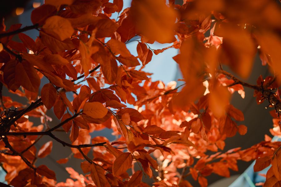 SUSHISAMBA ORANGE TREE detail